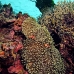 anemonefish_falseclown_sr_v_0705_png0252.jpg